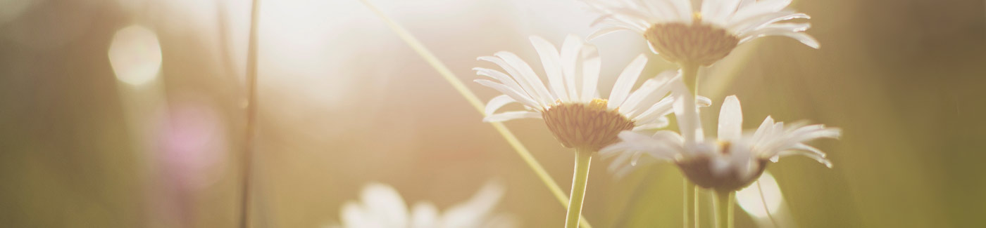 Home . Silver Gallery - Flowers and sunlight